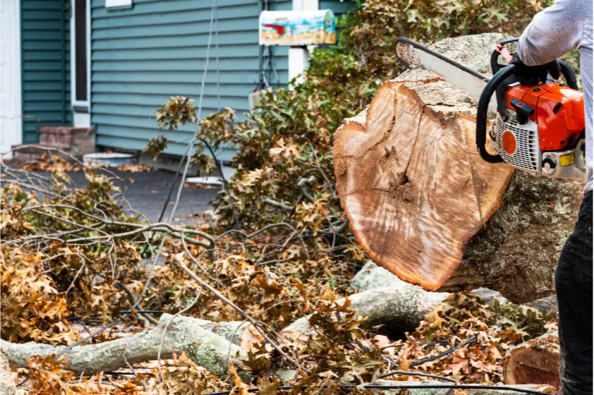 emergency tree services 3