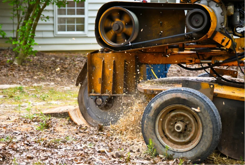 Stump Grinding 2 stump grinding 3